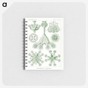 3-13_Ernst-Haeckel_memo