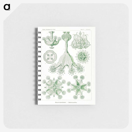 3-13_Ernst-Haeckel_memo