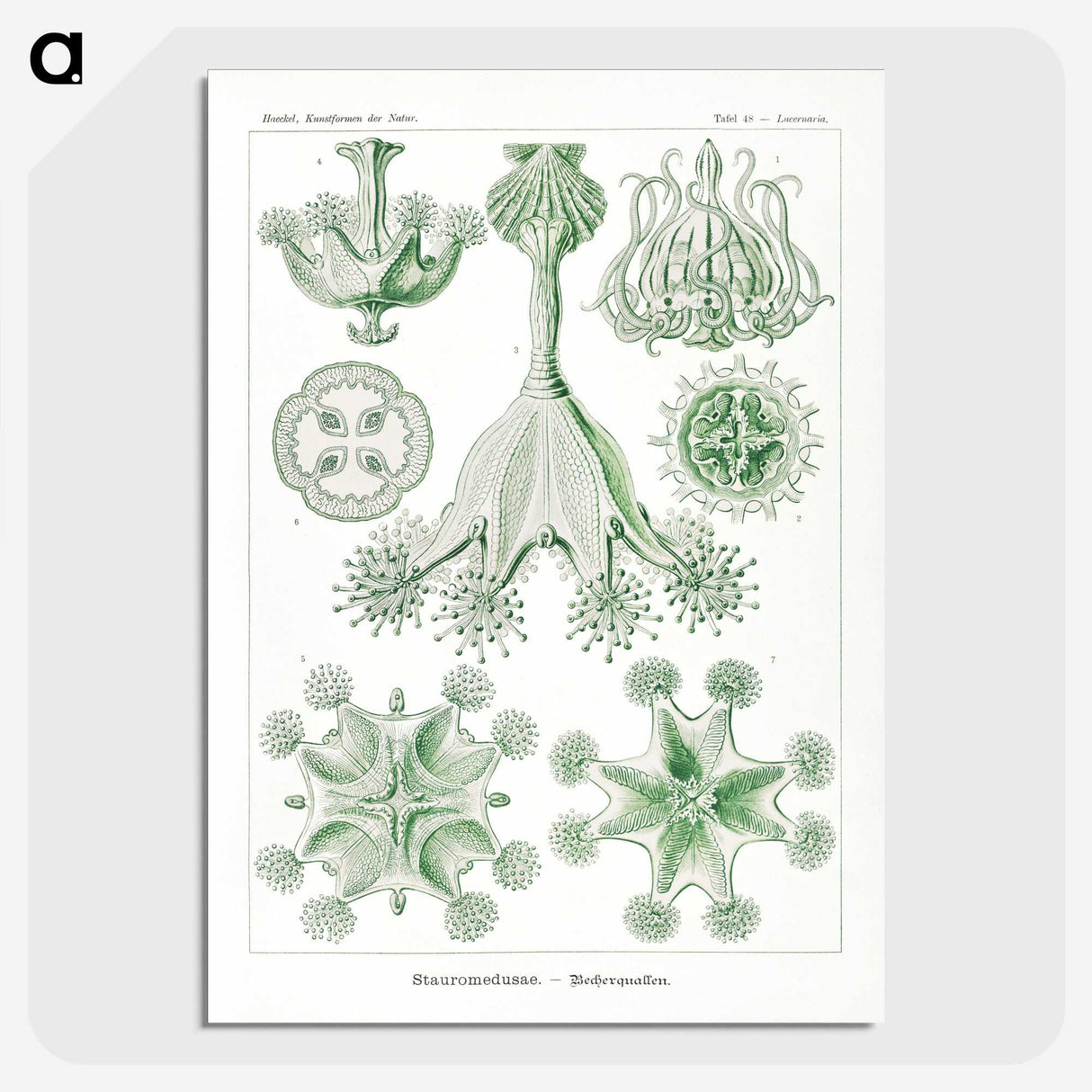 3-13_Ernst-Haeckel_picture-crop