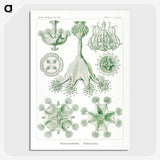 3-13_Ernst-Haeckel_picture-crop