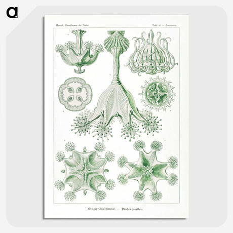 3-13_Ernst-Haeckel_picture-crop