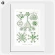 3-13_Ernst-Haeckel_picture