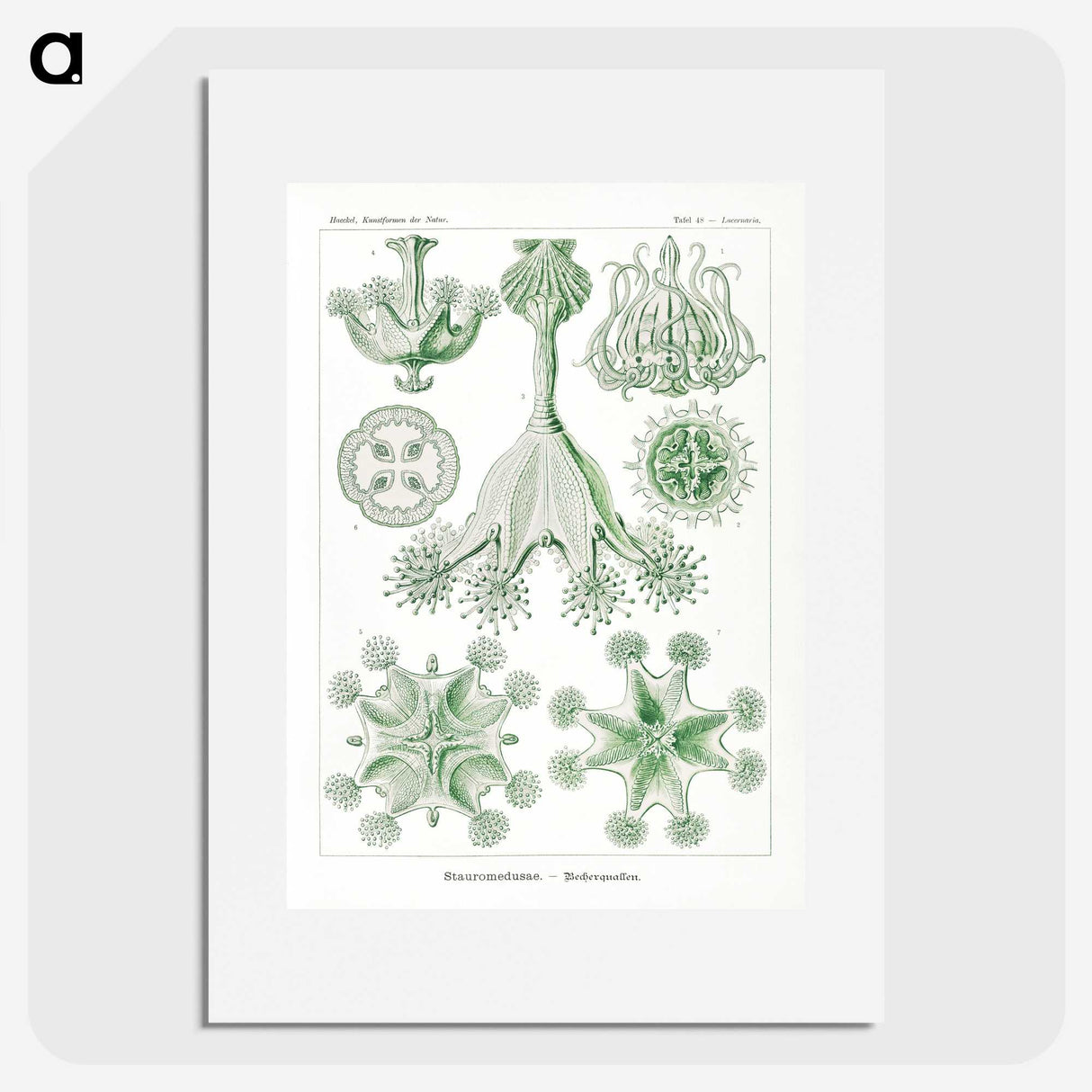 3-13_Ernst-Haeckel_picture