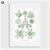 3-13_Ernst-Haeckel_picture