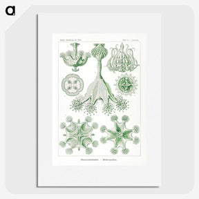 3-13_Ernst-Haeckel_picture