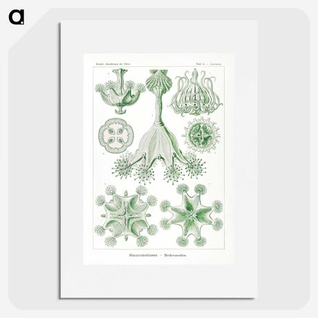 3-13_Ernst-Haeckel_picture