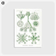 3-13_Ernst-Haeckel_postcard