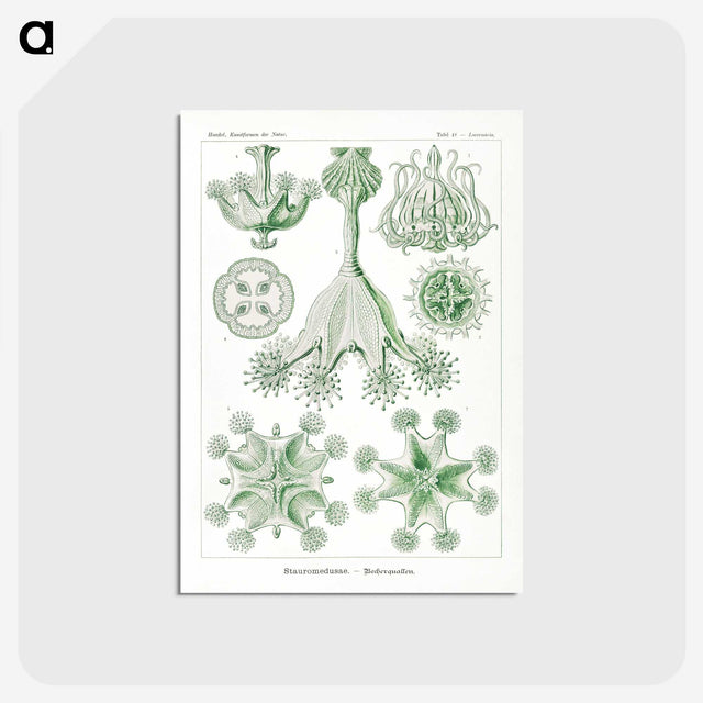 3-13_Ernst-Haeckel_postcard