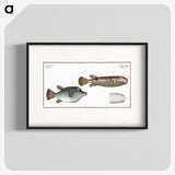 3-13_Ichtyologie-ou-Histoire-naturelle_blk