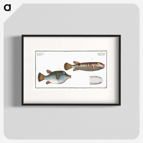 3-13_Ichtyologie-ou-Histoire-naturelle_blk