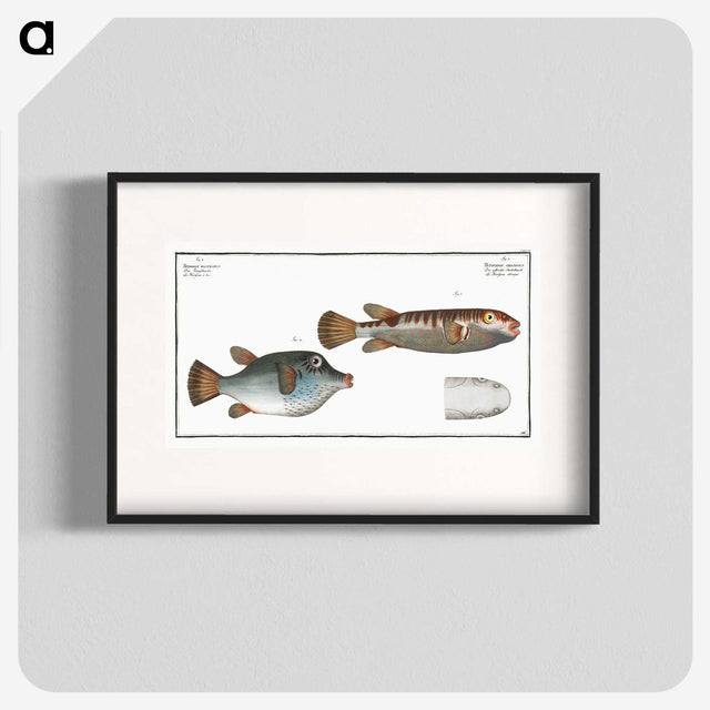 3-13_Ichtyologie-ou-Histoire-naturelle_blk
