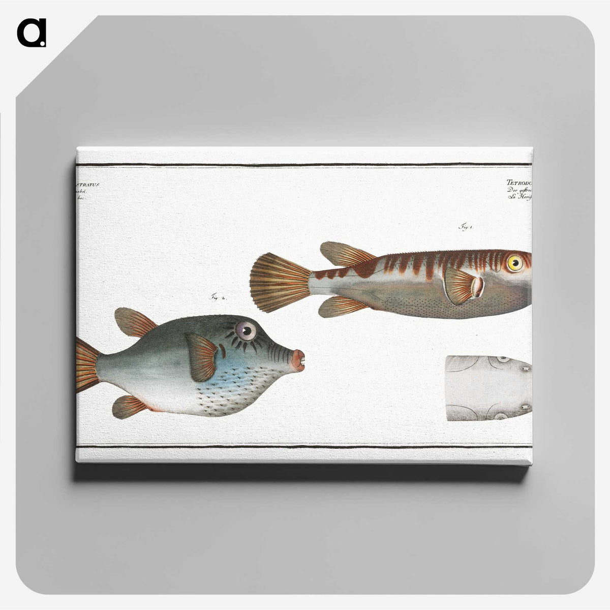 3-13_Ichtyologie-ou-Histoire-naturelle_canvas