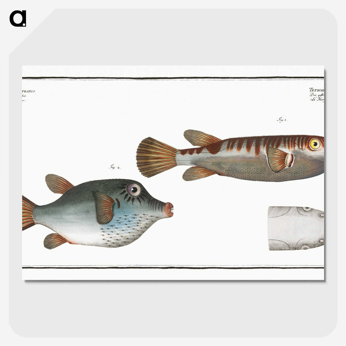 3-13_Ichtyologie-ou-Histoire-naturelle_picture-crop