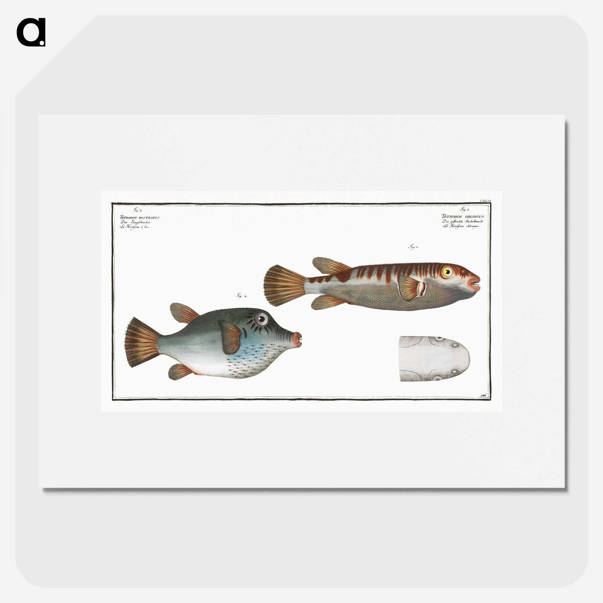 3-13_Ichtyologie-ou-Histoire-naturelle_picture