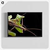 3-13_Insects-Unlocked-Project_blk-crop