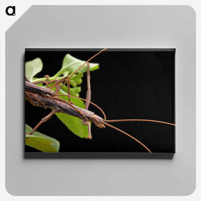 3-13_Insects-Unlocked-Project_canvas