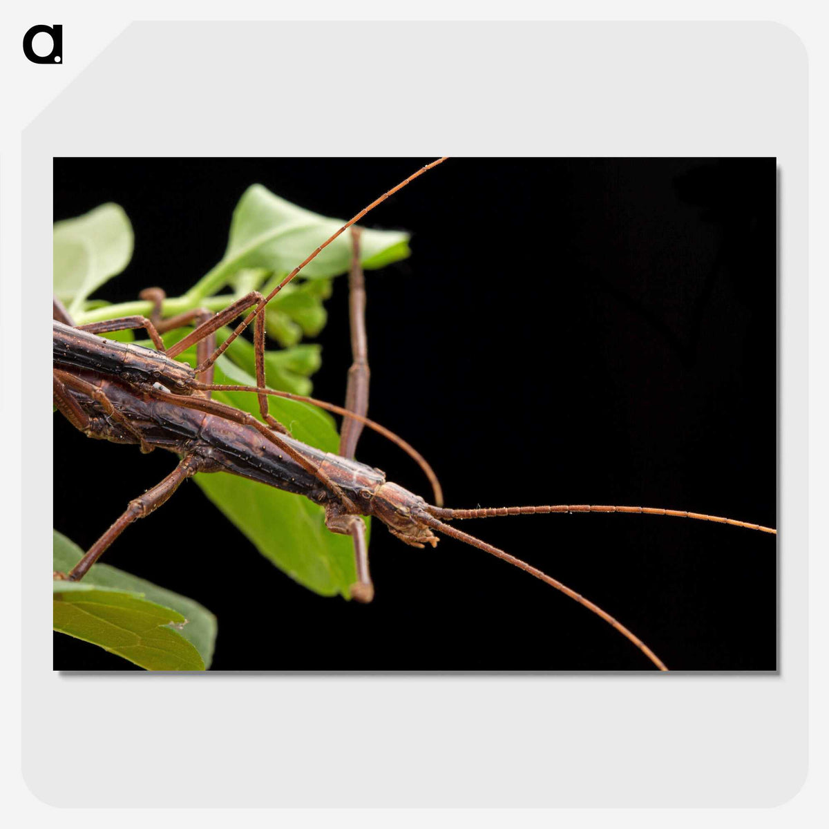 3-13_Insects-Unlocked-Project_picture-crop