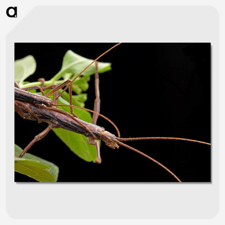 3-13_Insects-Unlocked-Project_picture-crop
