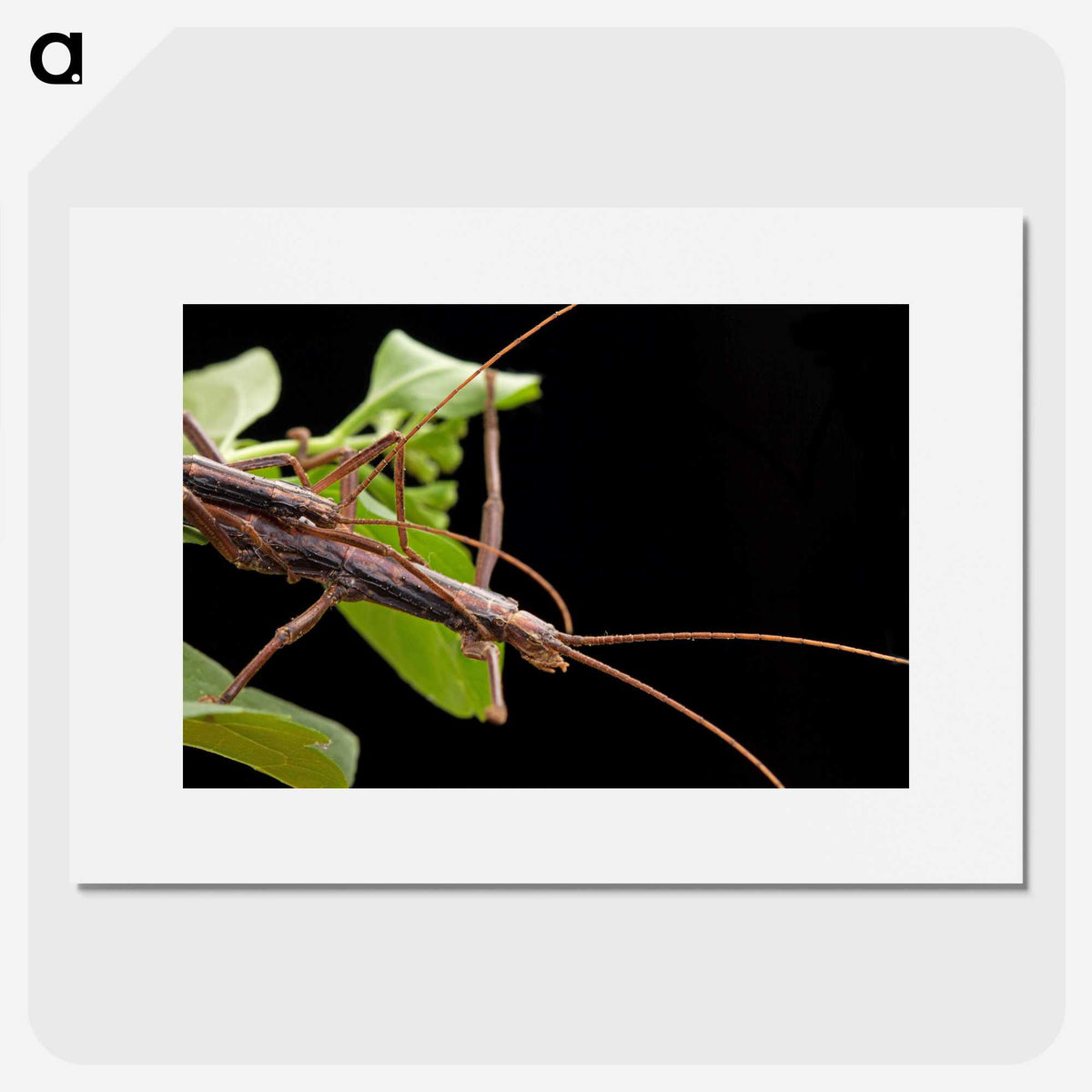 3-13_Insects-Unlocked-Project_picture