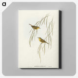 3-13_John-Gould_canvas