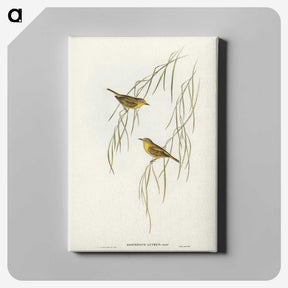 3-13_John-Gould_canvas