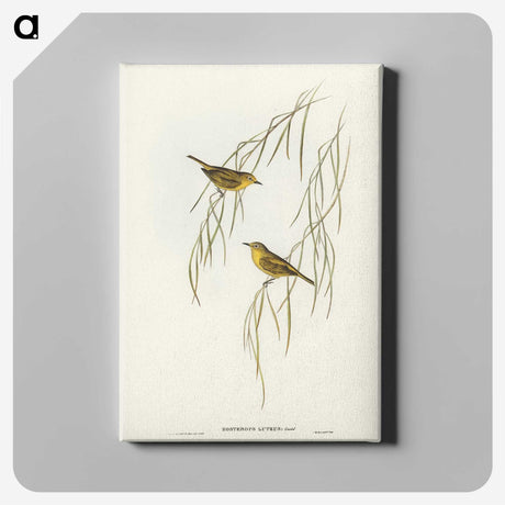3-13_John-Gould_canvas