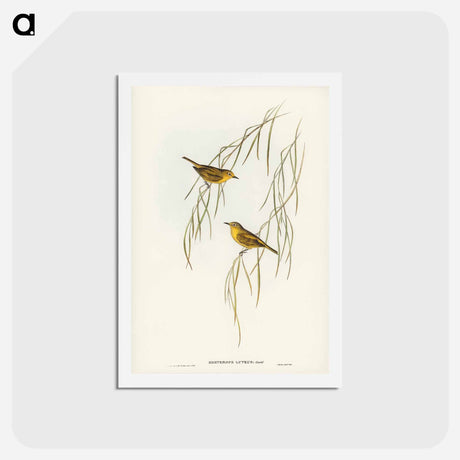 アートポストカード-Yellow Zosterops
 - ジョン グールド Postcard.