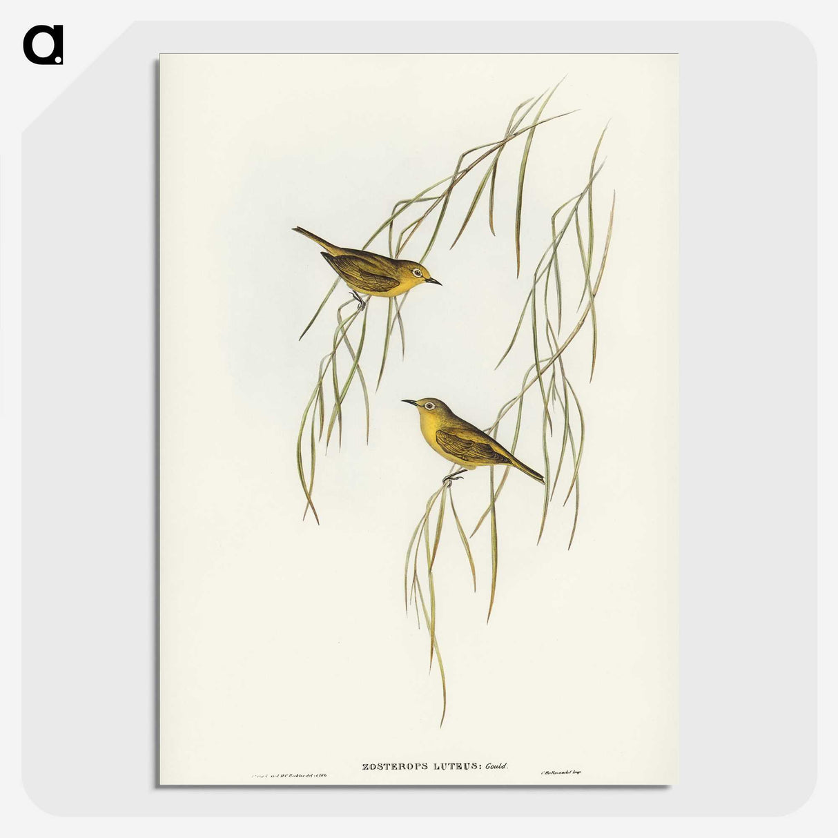 3-13_John-Gould_picture-crop