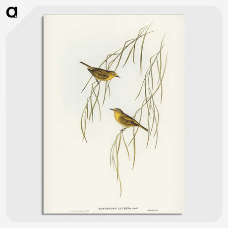3-13_John-Gould_picture-crop