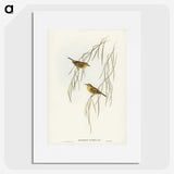 3-13_John-Gould_picture