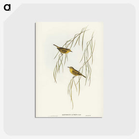 3-13_John-Gould_postcard