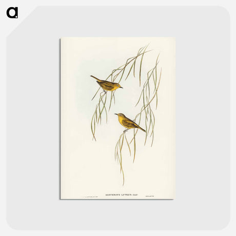 アートポストカード-Yellow Zosterops
 - ジョン グールド Postcard.