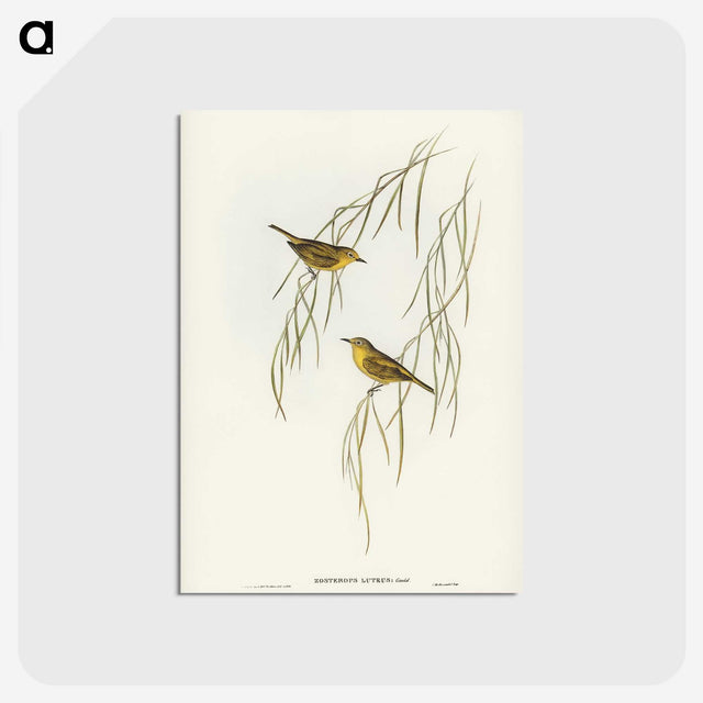 3-13_John-Gould_postcard