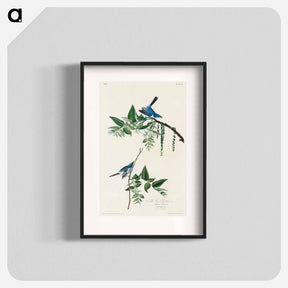 アートポスター-Blue-Grey Fly-catcher
 - ジョン ジェームス オーデュボン Poster.