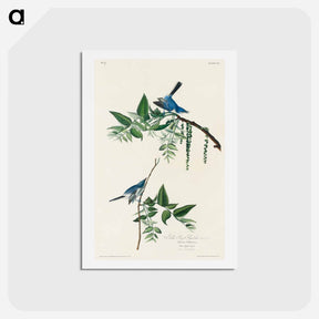 アートポストカード-Blue-Grey Fly-catcher
 - ジョン ジェームス オーデュボン Postcard.