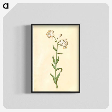 3-13_Maria-Sibylla-Merian_blk-crop