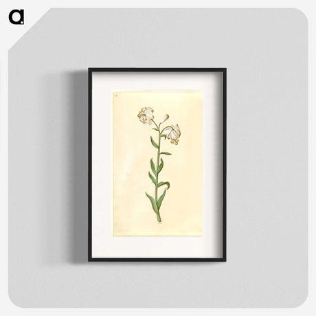 3-13_Maria-Sibylla-Merian_blk