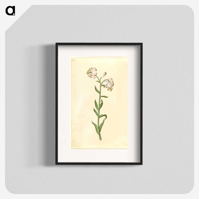 3-13_Maria-Sibylla-Merian_blk