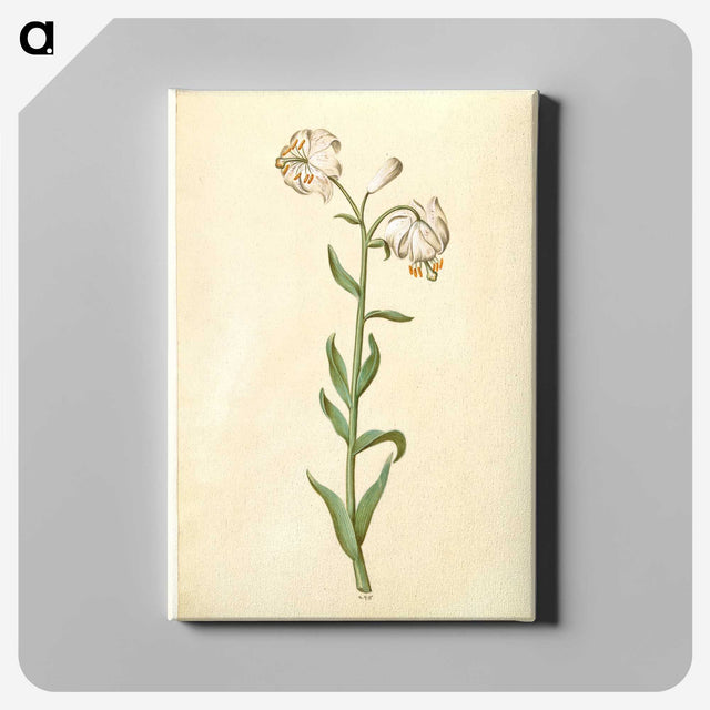 3-13_Maria-Sibylla-Merian_canvas