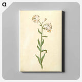 アートパネル-Lilium Martagon
 - マリア ジビーラ メーリアン Canvas.