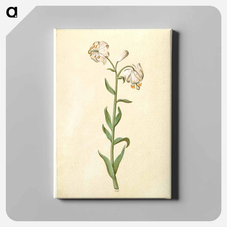 アートパネル-Lilium Martagon
 - マリア ジビーラ メーリアン Canvas.