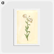 アートポストカード-Lilium Martagon
 - マリア ジビーラ メーリアン Postcard.