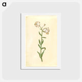 アートポストカード-Lilium Martagon
 - マリア ジビーラ メーリアン Postcard.