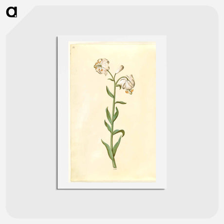 アートポストカード-Lilium Martagon
 - マリア ジビーラ メーリアン Postcard.