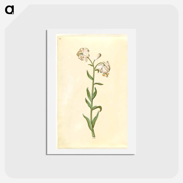 アートポストカード-Lilium Martagon
 - マリア ジビーラ メーリアン Postcard.