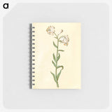 3-13_Maria-Sibylla-Merian_memo