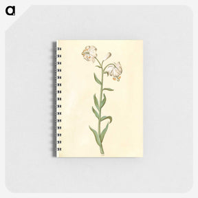 3-13_Maria-Sibylla-Merian_memo
