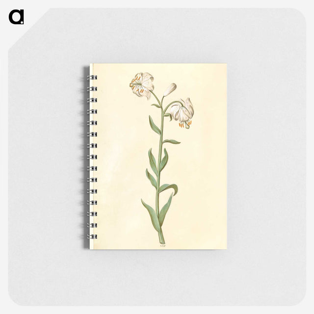 3-13_Maria-Sibylla-Merian_memo