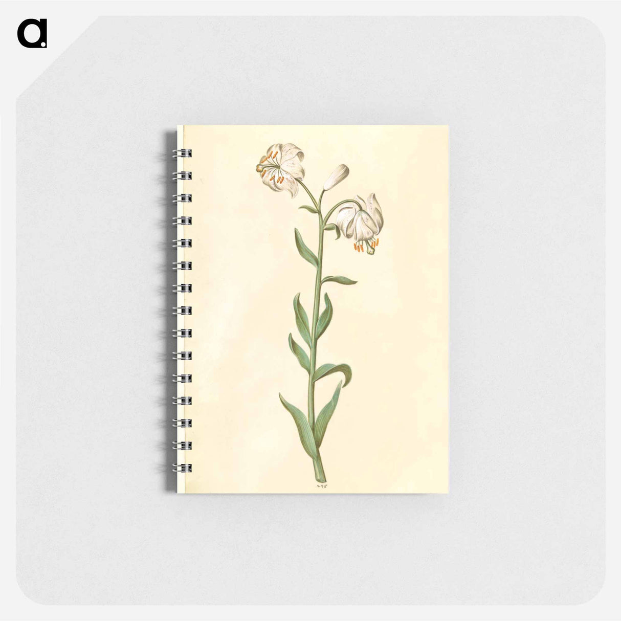アートメモ帳-Lilium Martagon
 - マリア ジビーラ メーリアン Memo.