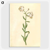 3-13_Maria-Sibylla-Merian_picture-crop